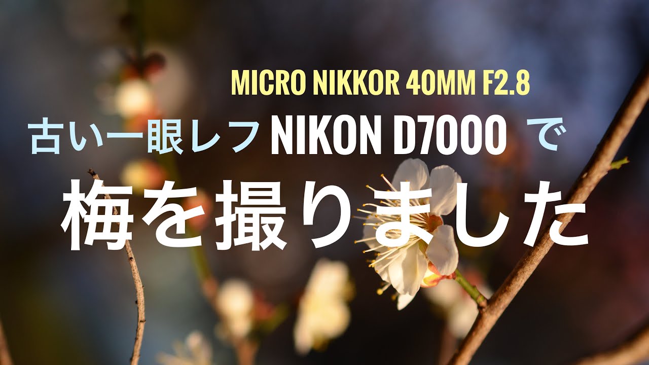 Plum blossoms and local trains photographed with my father's