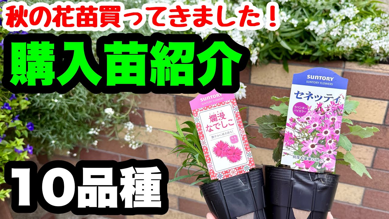 Introducing autumn seedlings for purchase [10 varieties] - YouTube