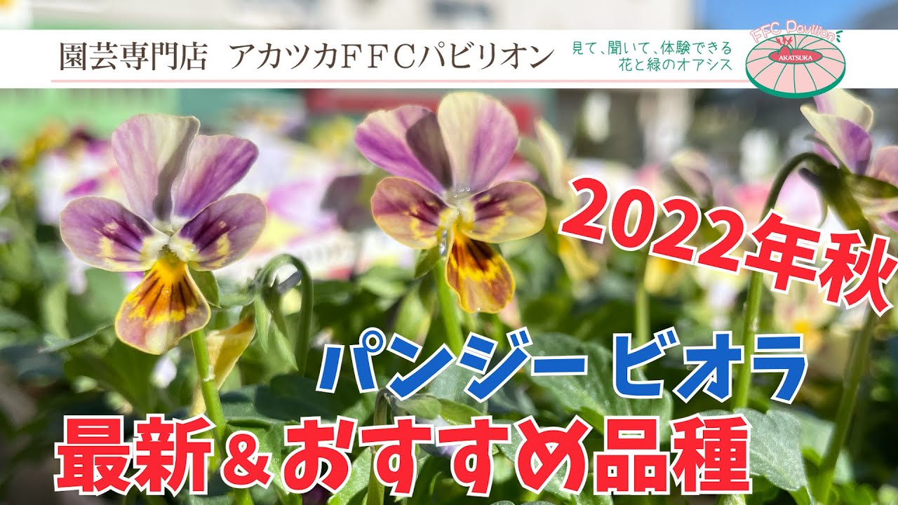 Autumn 2022: Latest & Recommended Varieties! Pansy Viola
