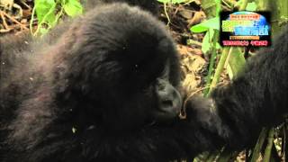 CBC】「濱田岳・森泉ガチ対面 密林ゴリラと伝説海獣～いのちの星の親子