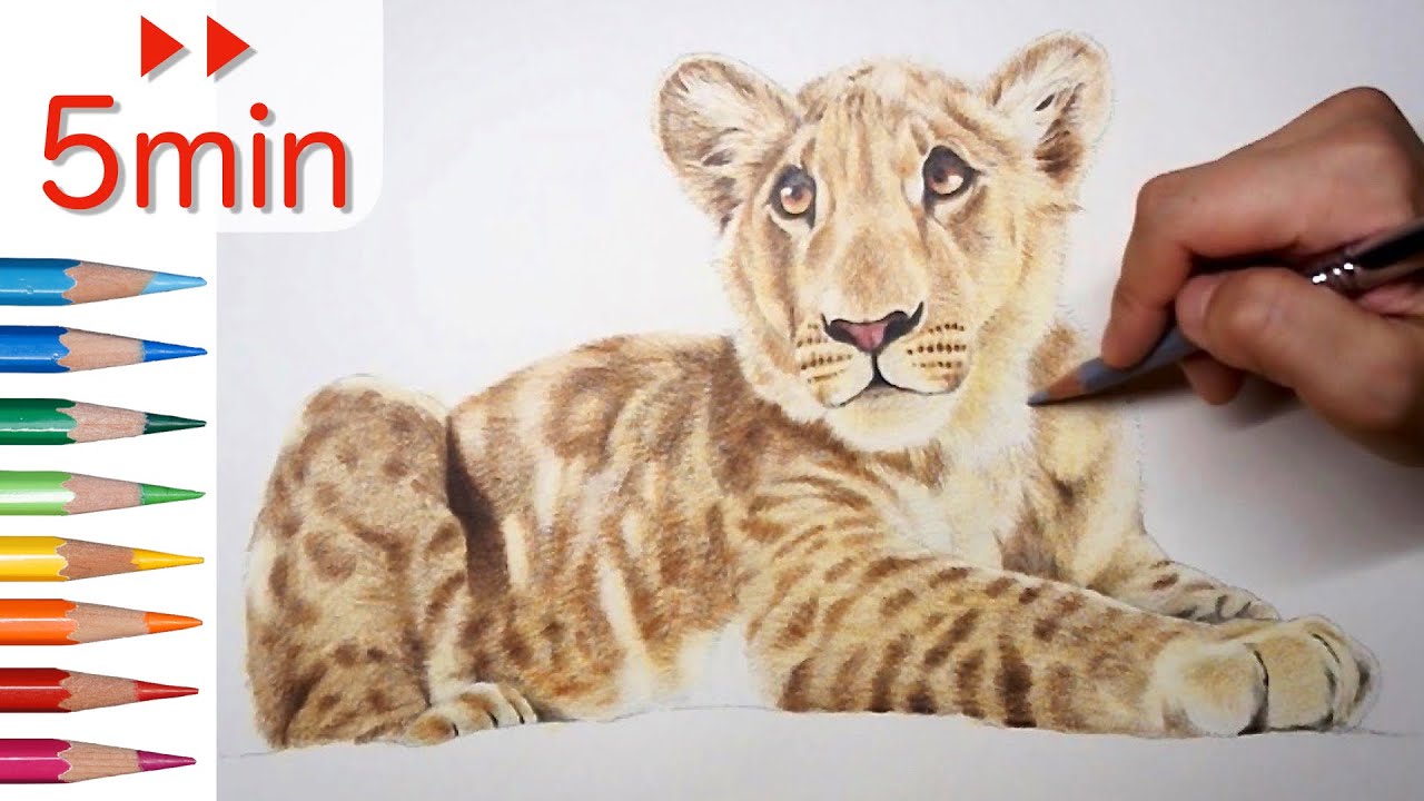 水彩色鉛筆】 仔ライオンを描く Drawing a Lion Cub - YouTube