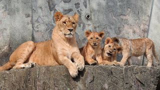 ライオンの親子 (広島市安佐動物公園) / Lion parents and cubs