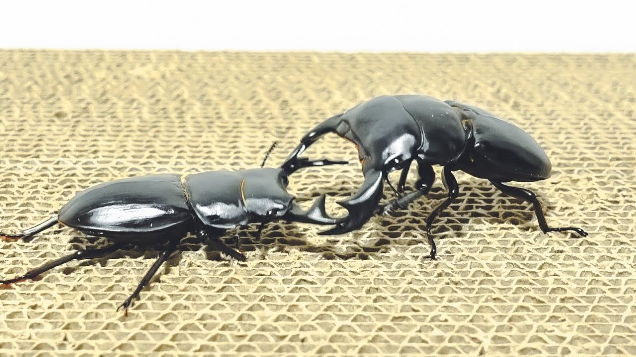 昆虫バトル】グランディスオオクワガタ VS アンタエウスオオクワガタ
