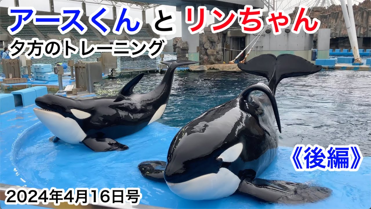レア・ラスト1点】名古屋港水族館 シャチ リンちゃん ステラ ポスター