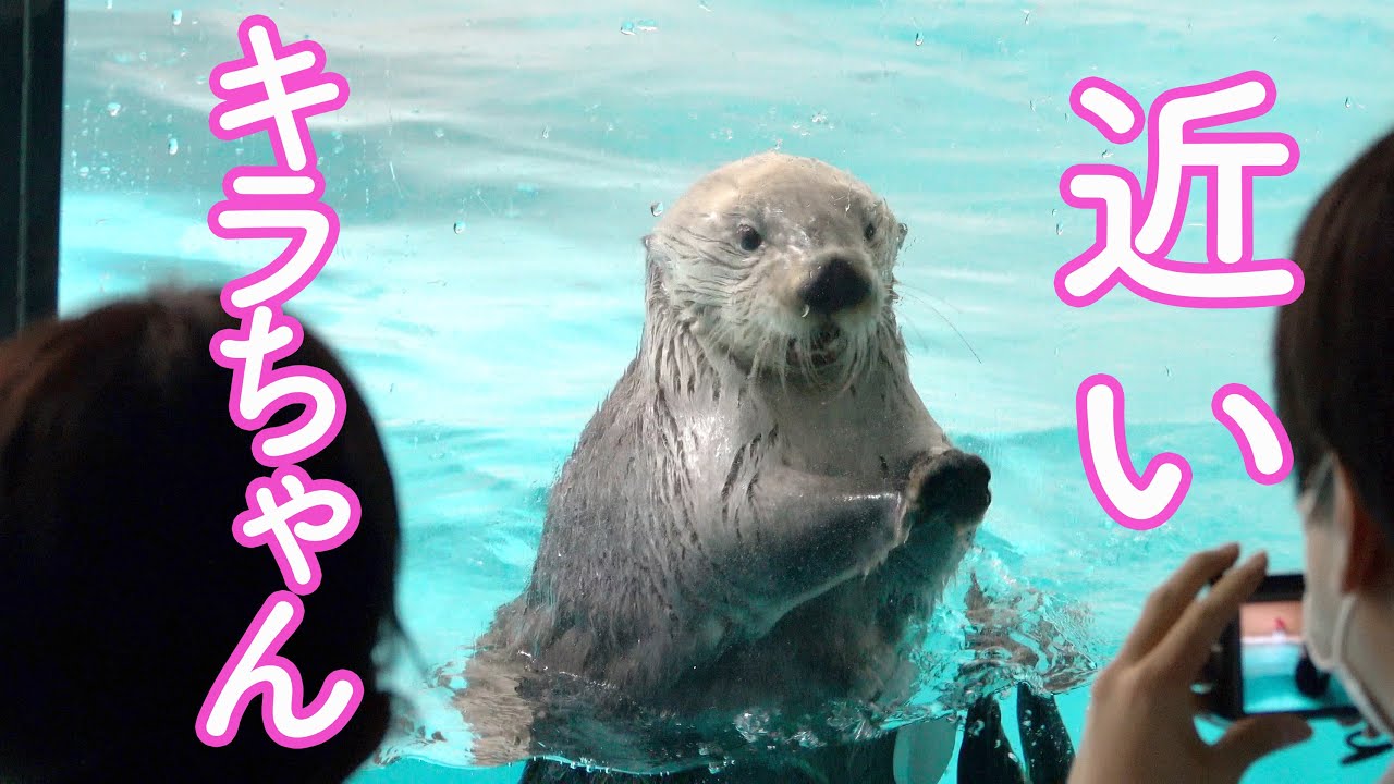 ラッコのメイちゃんとキラちゃん2】可愛すぎる競演!Sea Otterr”May and