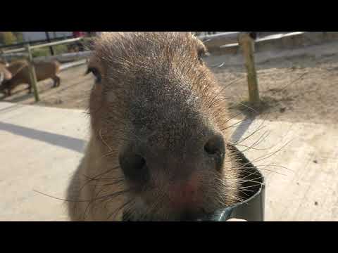 Capybara (Sakai Green Museum Harvest Hill, Osaka, Japan) March 14