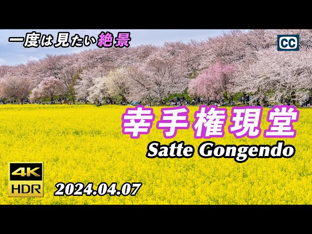 桜と菜の花のコラボ/4K HDR】幸手権現堂桜堤/Satte Gongendo Park