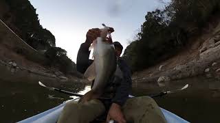 ISONOFACTORY (イソノファクトリー) 『POP-EYE Bass（ポップアイバス）』