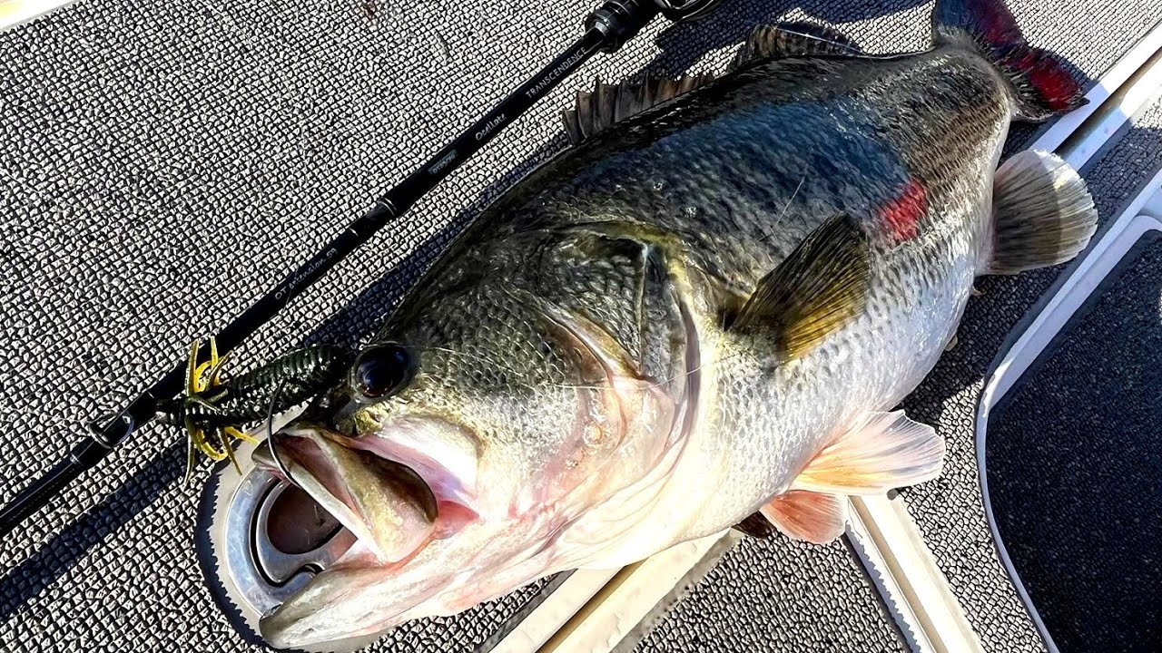 2024年新製品オセレイト59B - YouTube