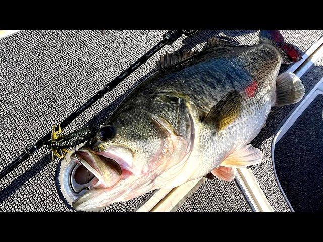 2024年新製品オセレイト59B - YouTube