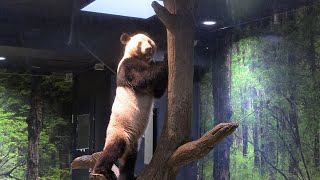 2025.08.12 今日のパンダ（3921日目）[8K] - YouTube