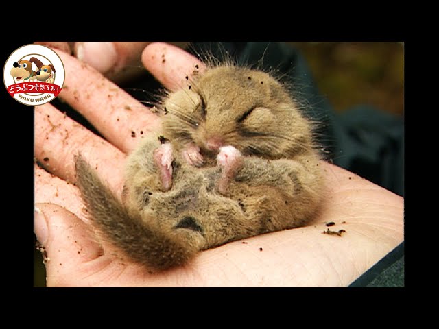 Palm-sized] The Japanese dormouse, which spends half the year