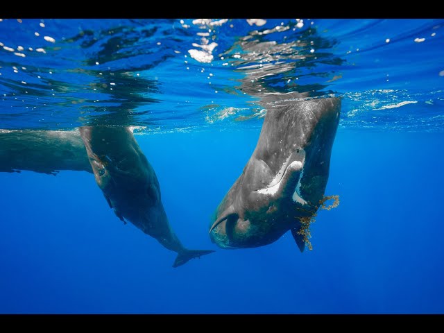 最高な体験だったマッコウクジラスイム - YouTube