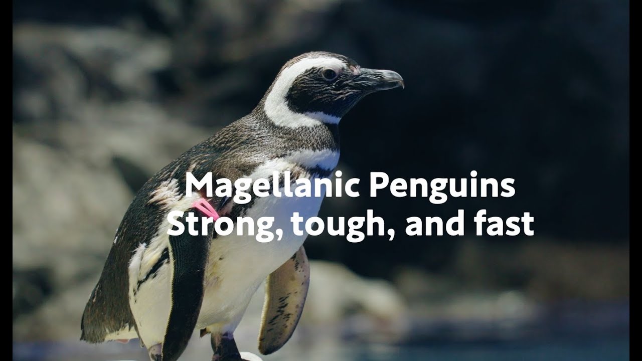 Magellanic Penguin Trivia” マゼランペンギンってどんなペンギン