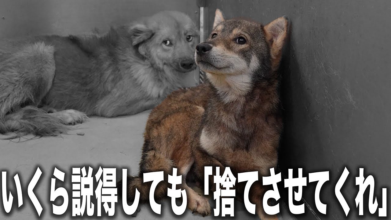 Not a dog trash can] 