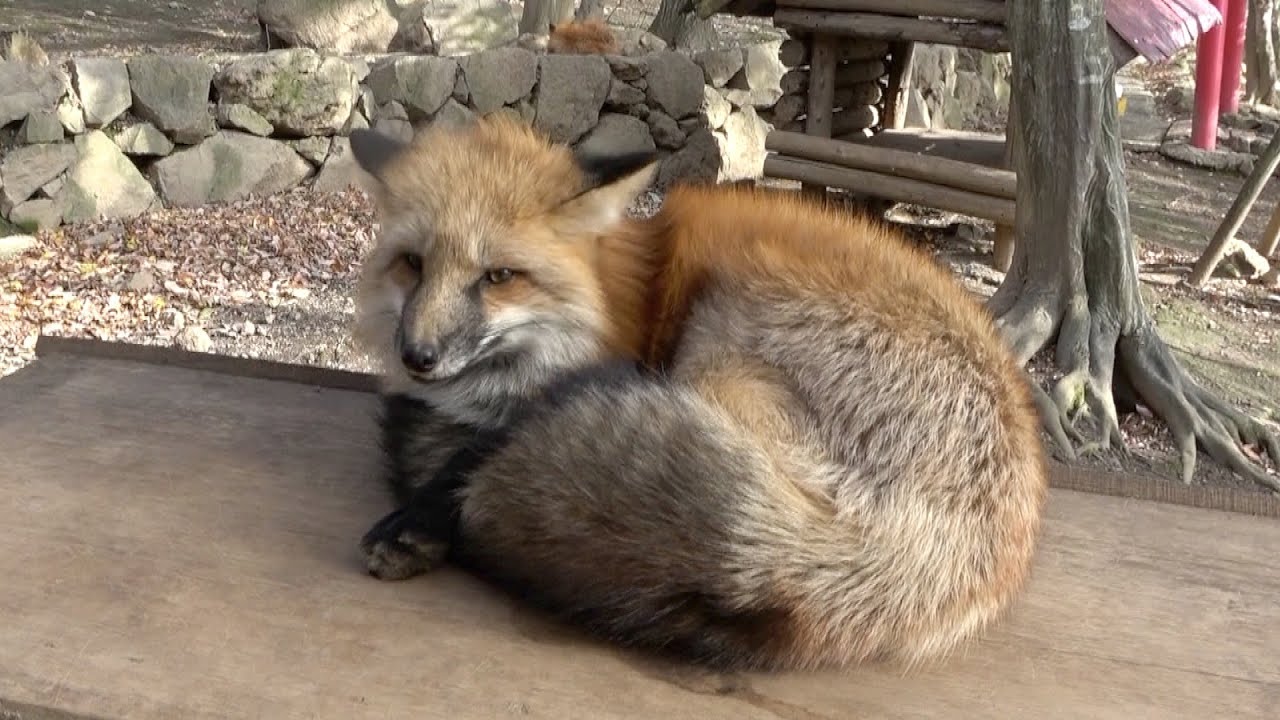 If you try to touch a fox, there is a 100% chance you will be