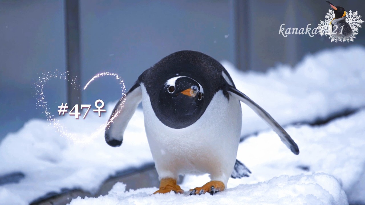 旭山動物園 ジェンツーペンギン-トボガン広場で遊ぶ - YouTube