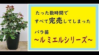 バラ苗販売 たった数時間ですべて完売してしまったバラ苗 ～ル ミエル