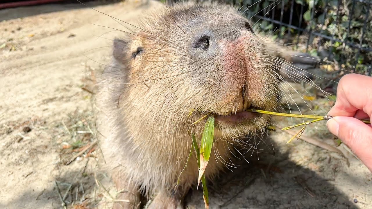 Capybara receives his favorite bamboo leaf → Super grinning face