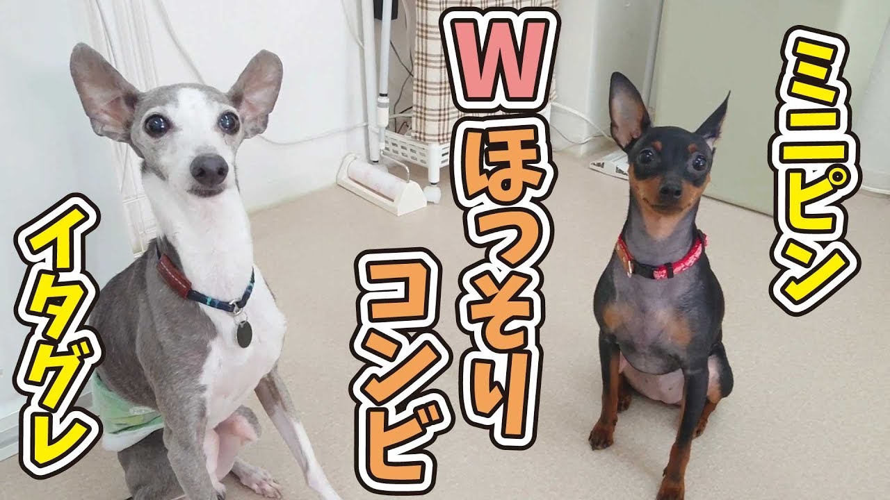 Wほっそりコンビ(イタグレ,ミニピン) 🐶ひみつきちなう！①🐶 2019年5