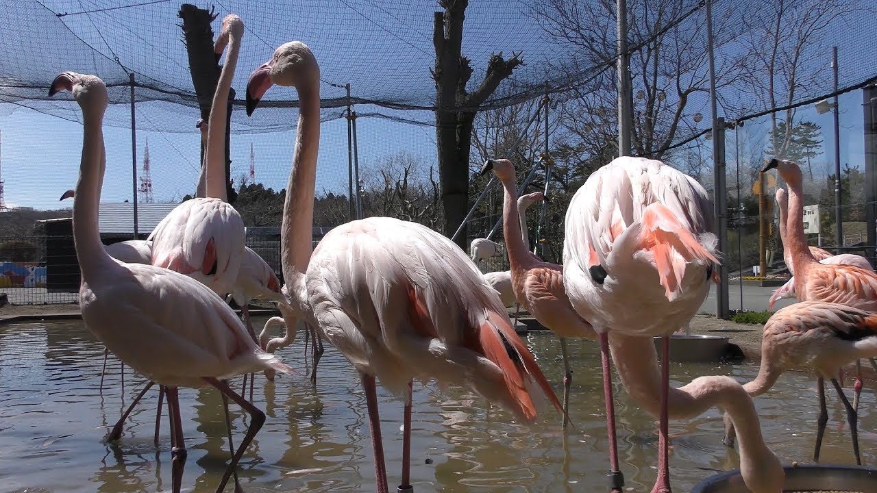 チリーフラミンゴ と ヨーロッパフラミンゴ (秋田市大森山動物園) 2019