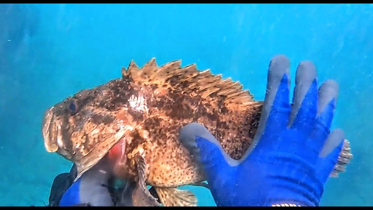 ヤバイ大きさ38cmのカサゴ（ムラソイ・タケノコメバル）を手銛で