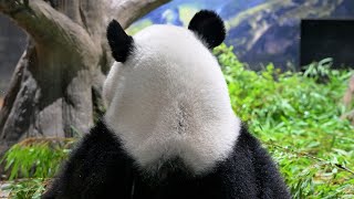 2025.08.29 今日のパンダ（3936日目）[8K] - YouTube