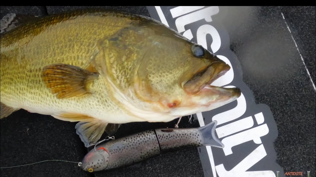 Baitsanity Antidote TUG Glide Bait Hard Swimbaits – Tackle Express