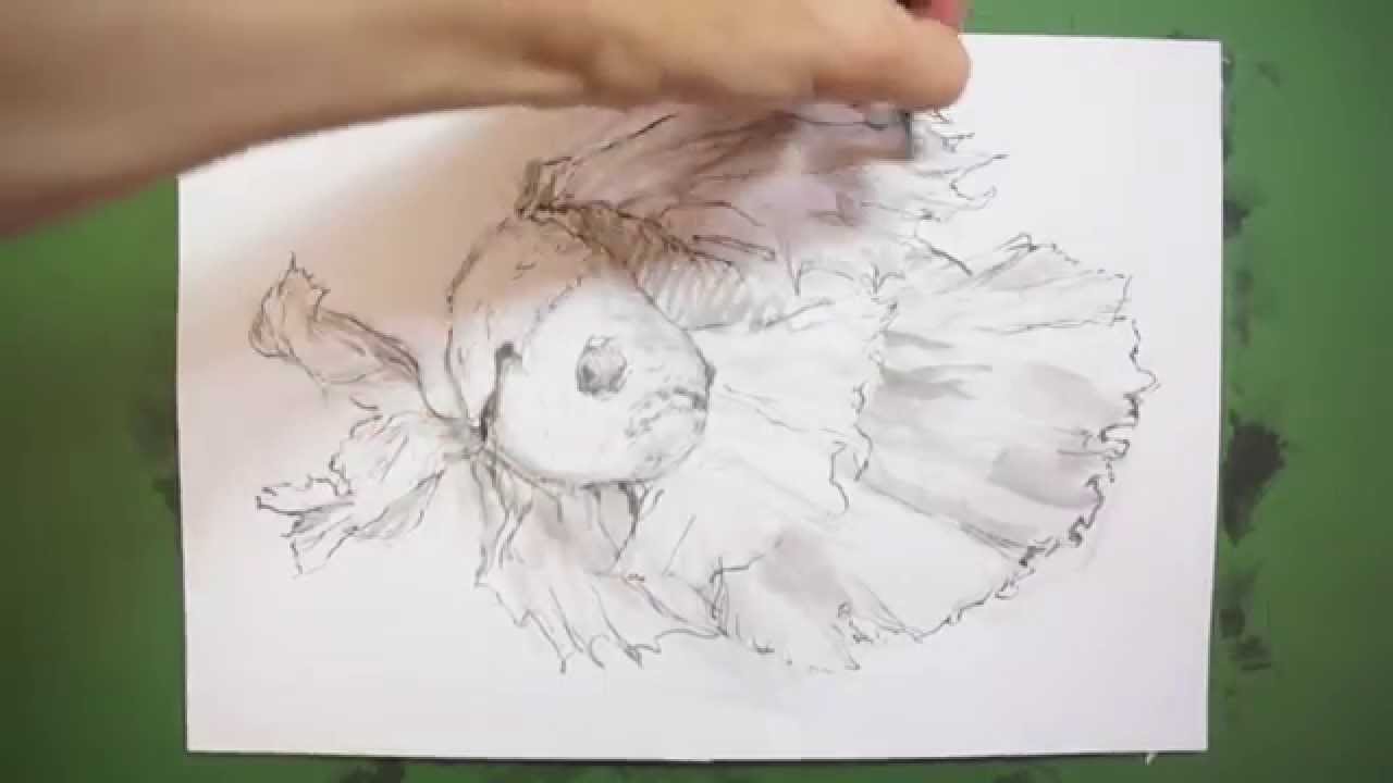 筆のイラスト 描き方＆絵の上達法を実演解説！～ 熱帯魚：ベタ（ How