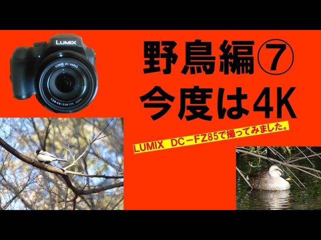 Lumix DC FZ85（camera)で初めての4K動画を撮ってみました。（野鳥
