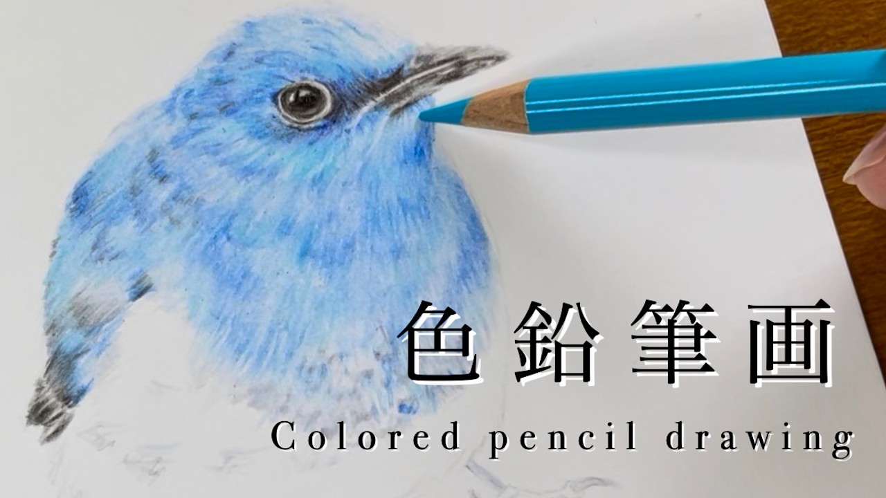 色鉛筆画】黙って鳥の絵を描く動画〈ASMR〉カツカツ音うるさかったら音