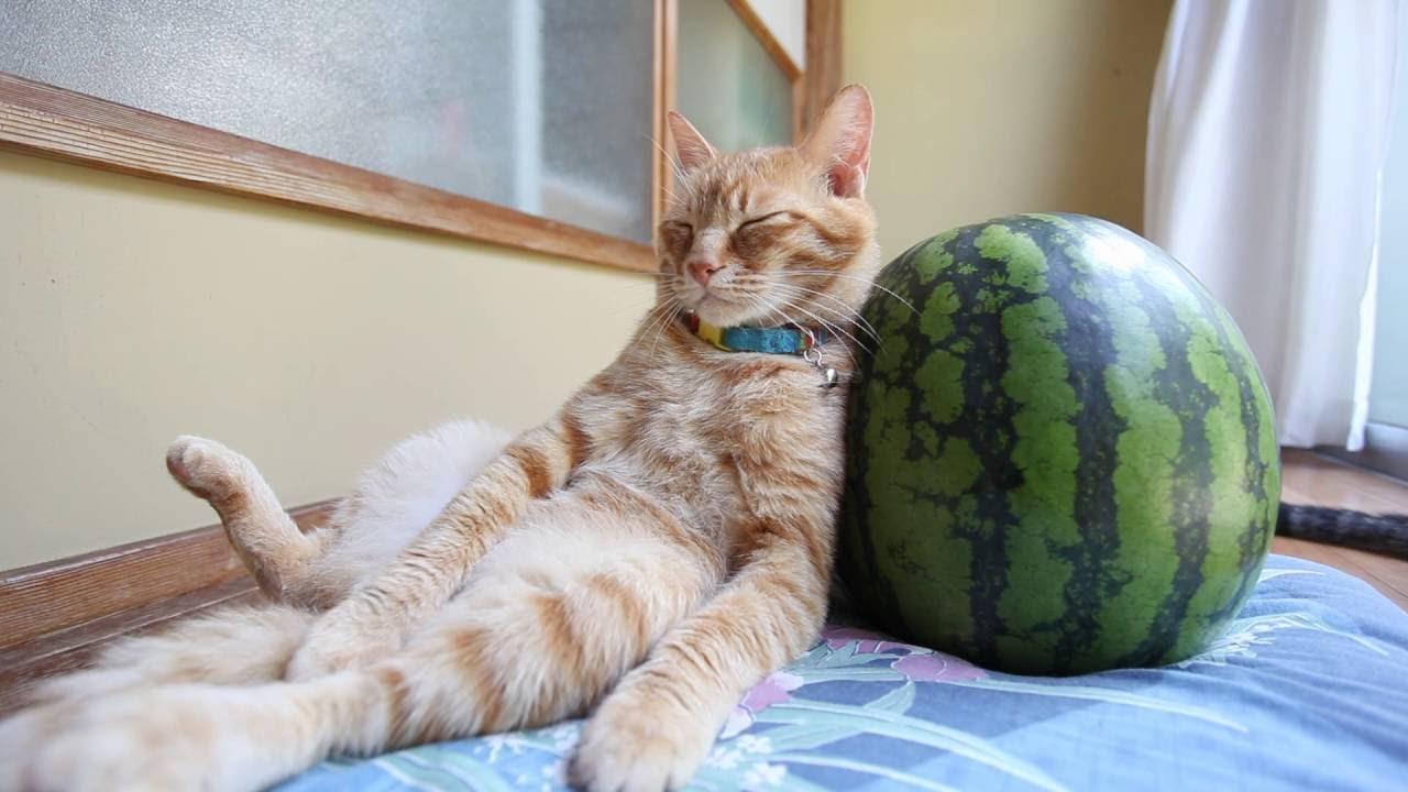 スイカに寄りかかっている猫 160816 Cat with Watermelon- 2016#2