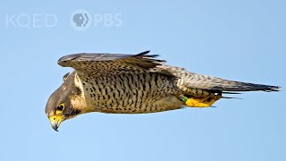ニューヨークでハヤブサに遭遇！アメリカで絶滅危惧種 世界最速の鳥