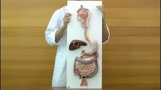 消化器系，3分解モデル | 日本スリービー・サイエンティフィック