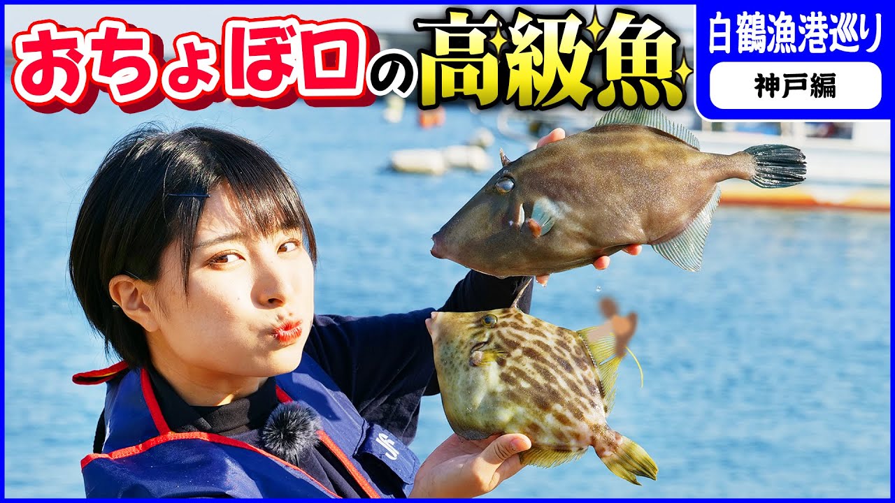 High-class fish with cute faces] A large catch of filefish and