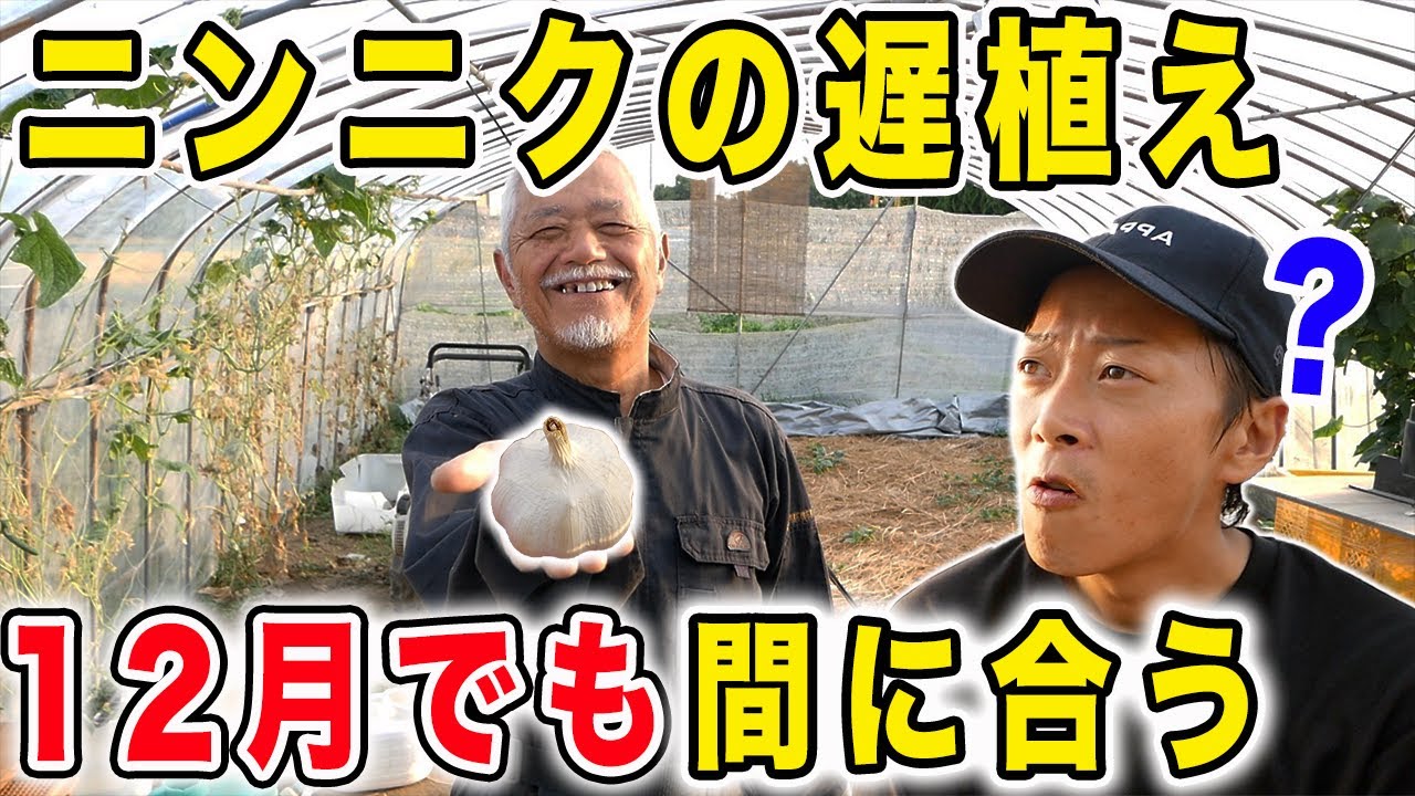 Garlic can still be planted in time if planted at the end of the