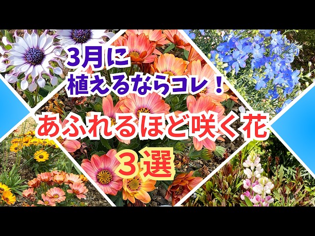 Gardening] New arrivals at gardening stores! If you're planning on