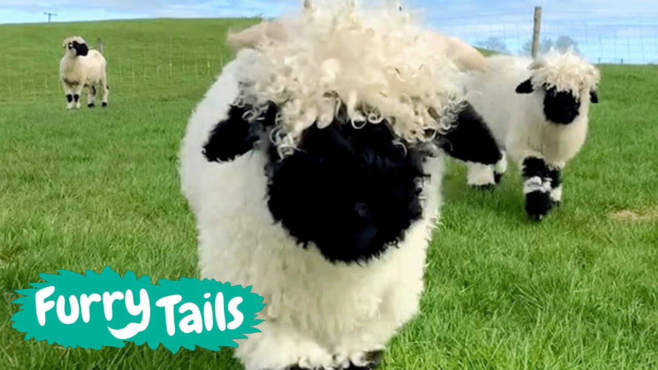 🐑 World's Cutest Sheep 🐑 - YouTube