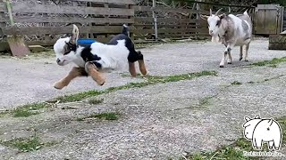 走り回るだけで楽しくてしょうがない生後4日の赤ちゃんヤギ 2024年4月4