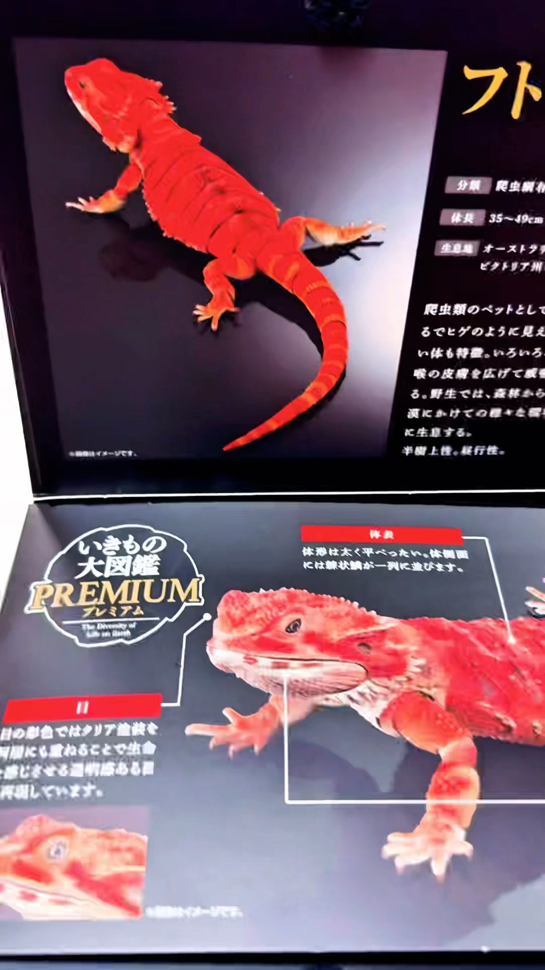 いきもの大図鑑プレミアム フトアゴヒゲトカゲ（レッド） #いきもの大