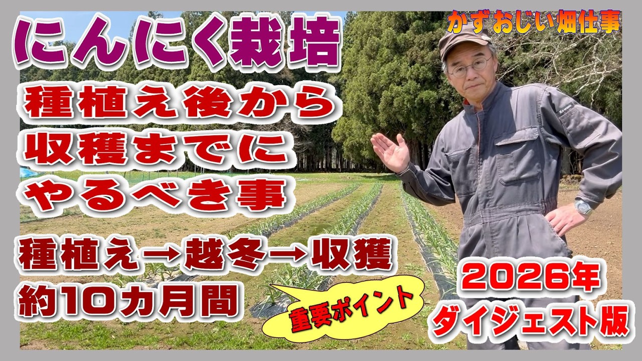ニンニクの種植え後から越冬後の収穫までにすべき事は？2026年版良形の