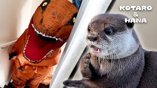 Otters Pranked by T-Rex Dinosaur! - YouTube
