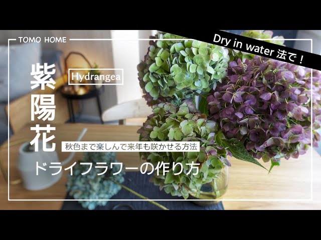 No pruning required!] Enjoy hydrangeas for a long time until they