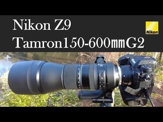 Comparison on Nikon Z9: Tamron 150-600mm G2 vs 500mm f5.6pf - YouTube