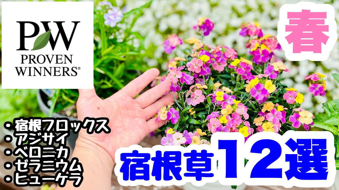 ◇【Fun with perennials】PW's flower special feature🪴 - YouTube