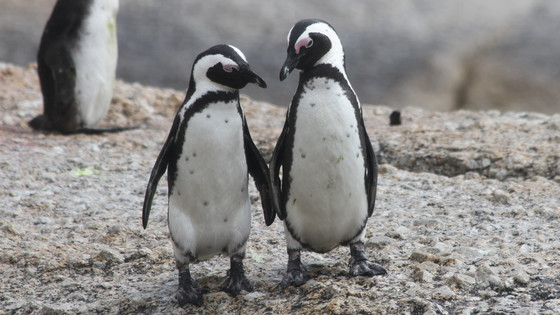 一生に1羽の伴侶を大事にする」というペンギンは本当に一夫一妻制な