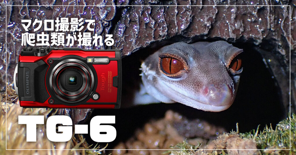 爬虫類撮影用にマクロ撮影できるカメラTG-6を買いました | イチヒラ