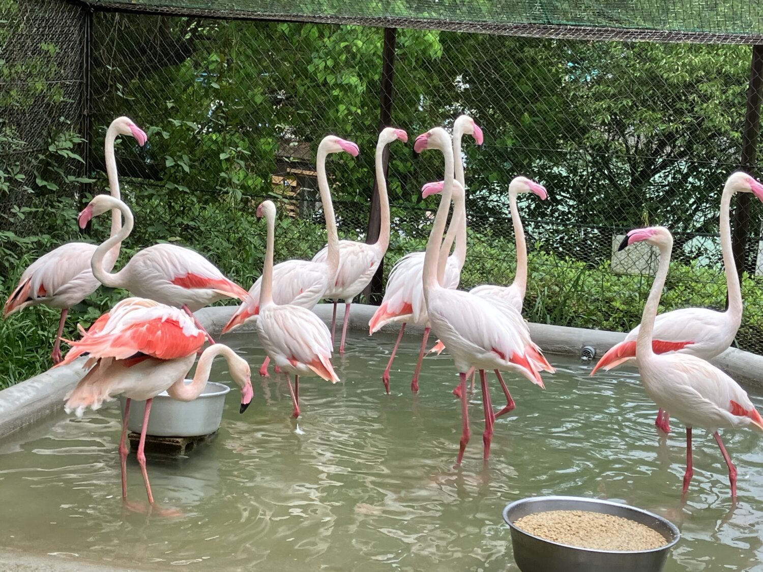 ヨ－ロッパフラミンゴ | 【公式】池田動物園