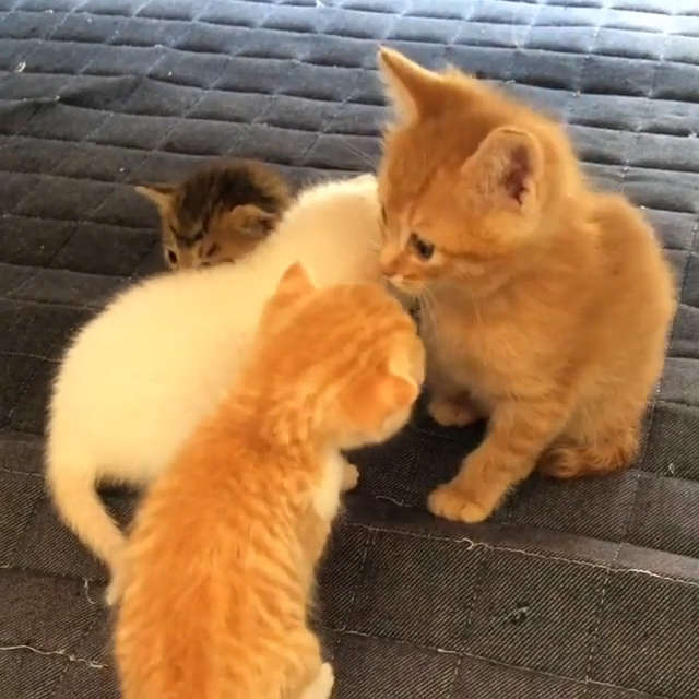 ちょっと体が大きいだけなのに…】ママに間違えられてタジタジな子ネコ