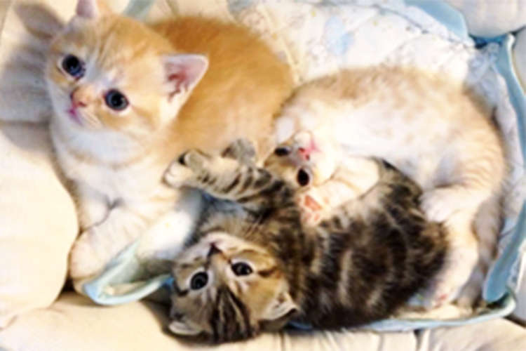 天使たちから癒やしをお届け】ギュッと寄り添う子猫たち。“幸せ”も